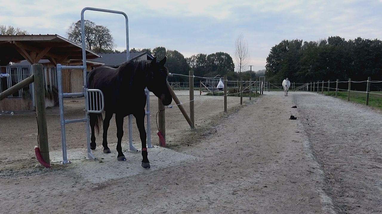 <REPLAY> Visite de plusieurs écuries actives