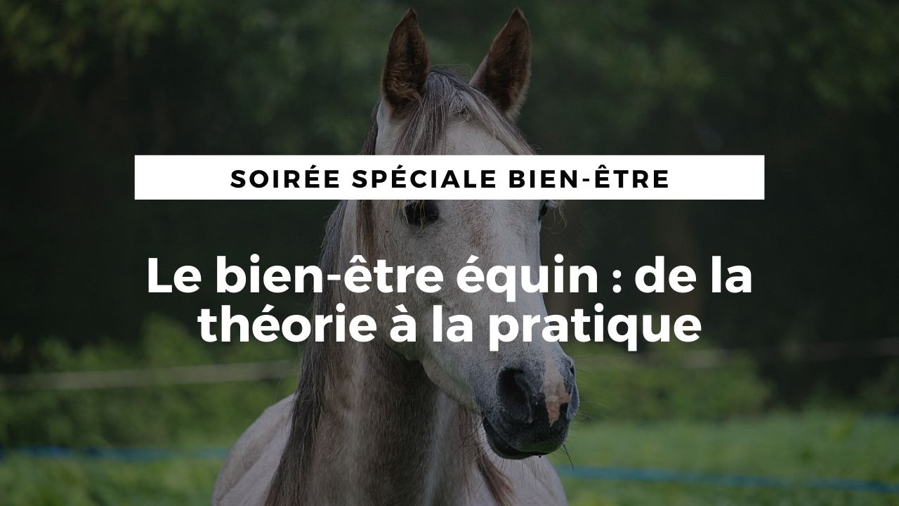 <REPLAY> Le bien-être équin : de la théorie à la pratique