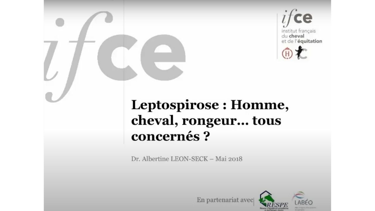 <REPLAY> Leptospirose : Homme, cheval, rongeur… tous concernés ? - Dr. Albertine LEON-SECK