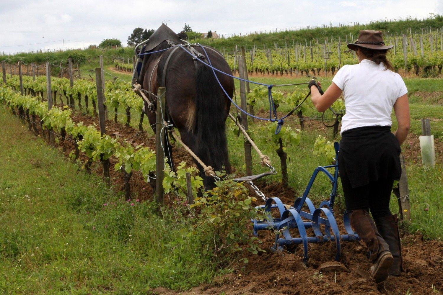 <REPLAY> Conférence "Le cheval dans la Vigne"