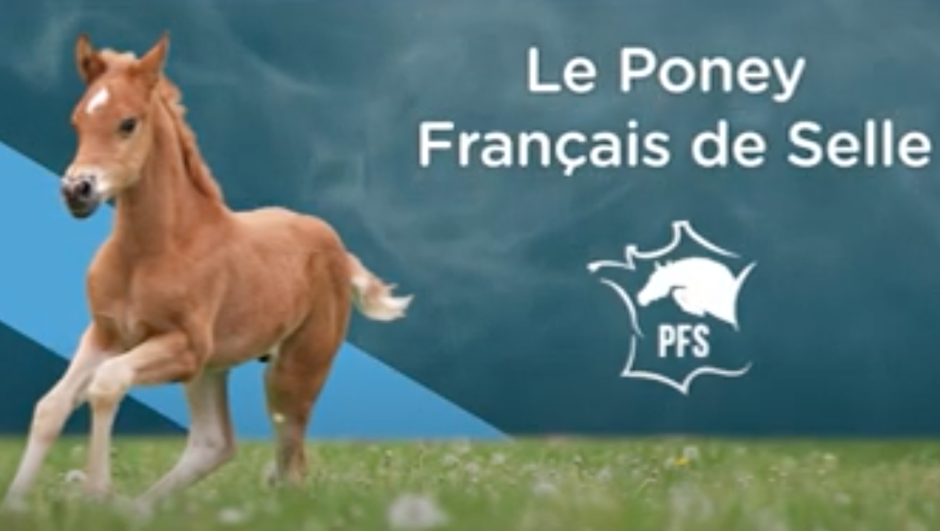 <REPLAY> Découvrez les Poneys Français de Selle