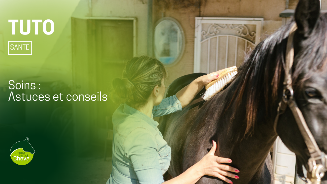 <REPLAY> TUTORIEL - État de santé de mon cheval : comment l’évaluer, que dois-je surveiller et quand m’inquiéter?