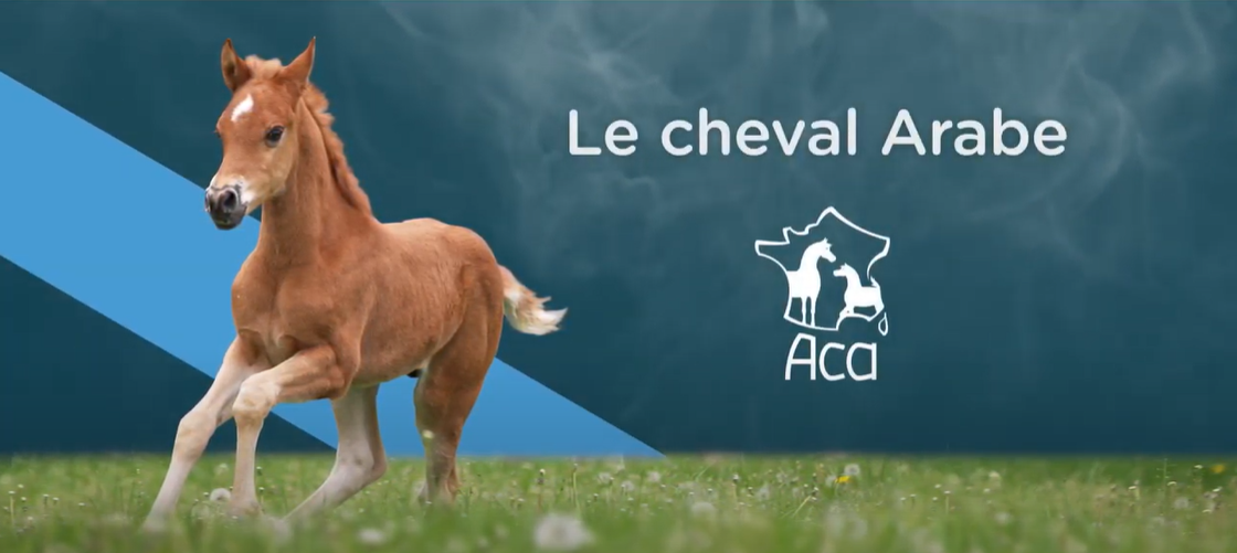 <REPLAY> - L'Association Française du Cheval Arabe pur-sang et demi-sang - ACA