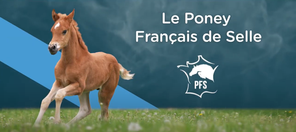 <REPLAY> - L'Association Nationale du Poney Français de Selle - ANPFS