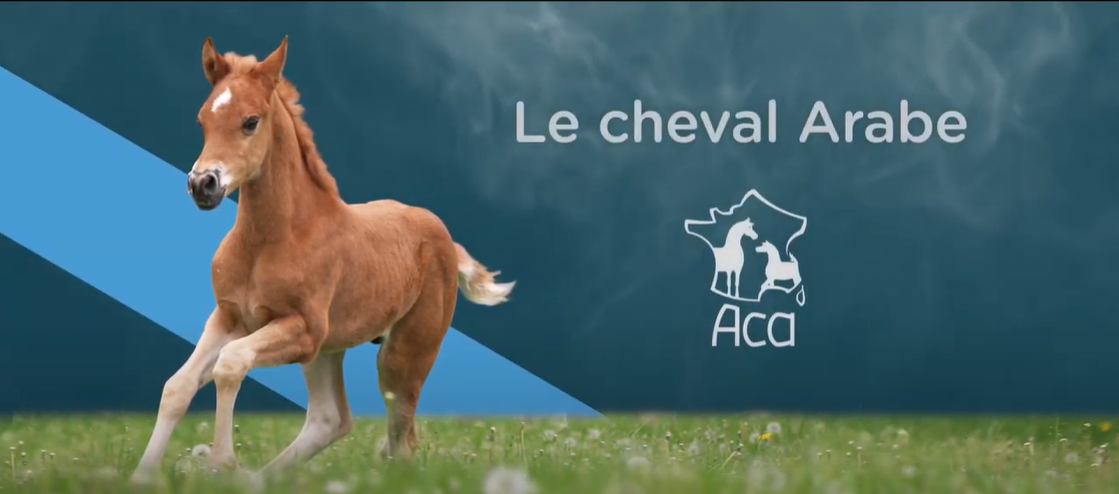 <REPLAY> L'Association Française du Cheval Arabe pur-sang et demi-sang - ACA