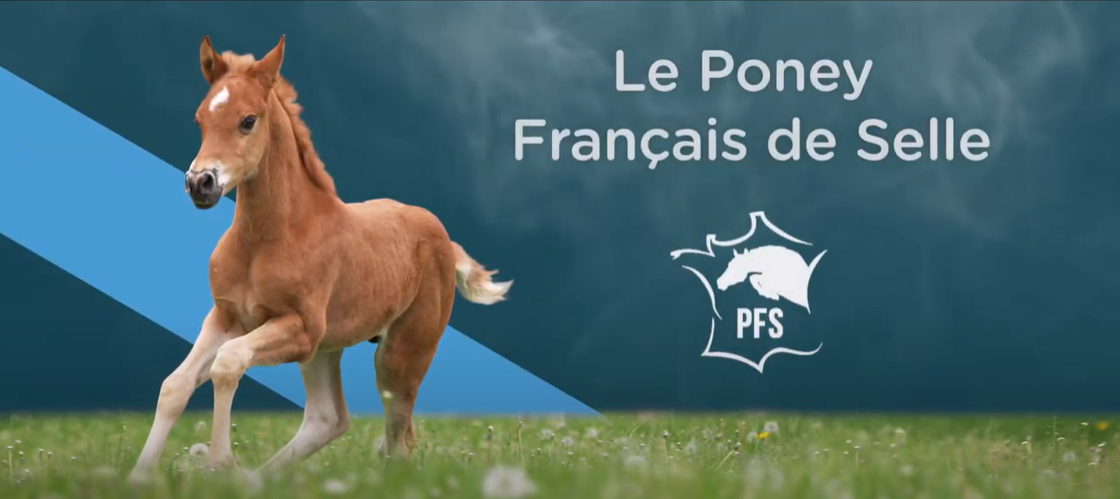 <REPLAY> L'Association Nationale du Poney Français de Selle - ANPFS