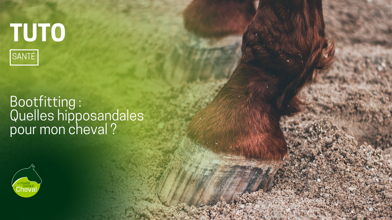 <REPLAY> TUTORIEL Hipposandale #1 - quelles hipposandales pour mon cheval ?